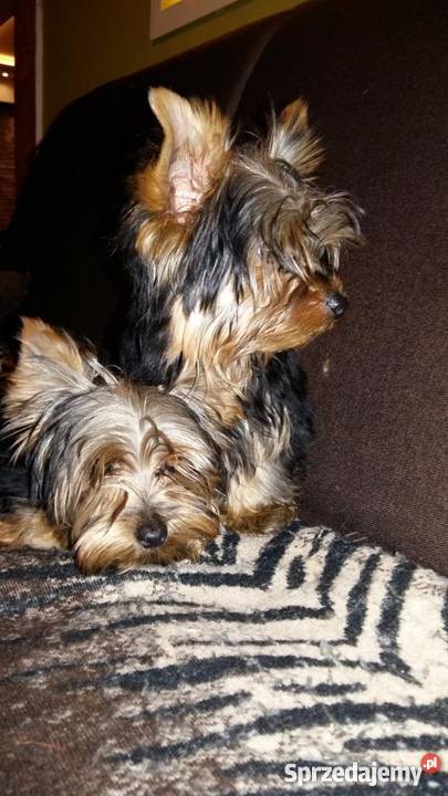 york yorki yoreczki z Rodowodem UCIZHPR Myszków