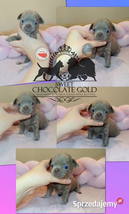 Chihuahua sunia krótkowłosa piękna badania mazowieckie Warszawa
