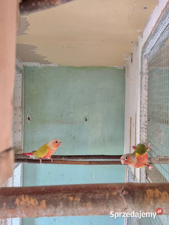 Rudosterki para 2024 z DNA Suncheck Ptaki Sędziszów Małopolski