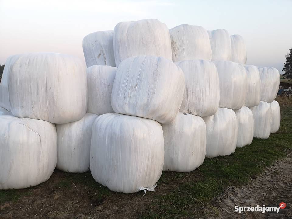 Sianokiszonka w belach baloty Wiele