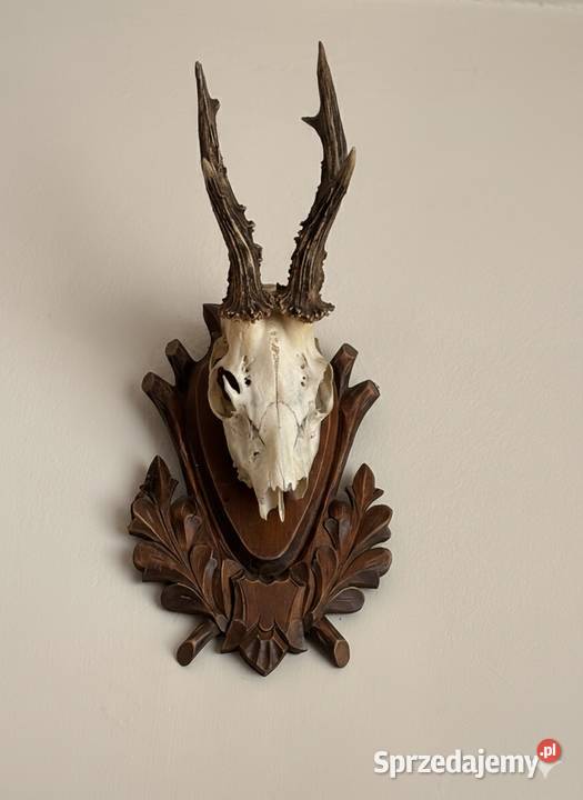 Trofeum myśliwskie małopolskie Proszowice