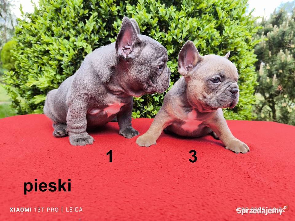 Piękne szczenięta Buldogi francuskie Buldożki