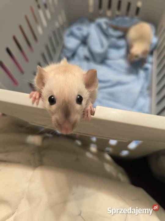 Szczury Dumbo Syjamskie Rasowe Lubin