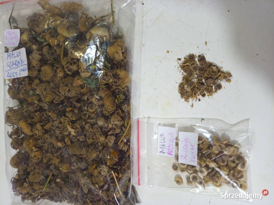 Nasiona Kukurydza cebul Gigant czosnek Nowy Sącz