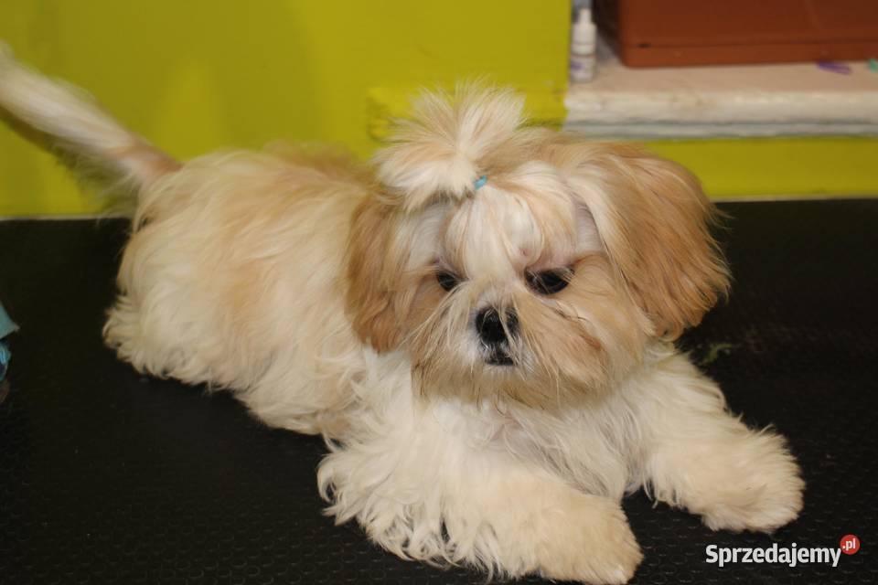 SHIH TZU szczenięta ok 4 w wieku dorosłym
