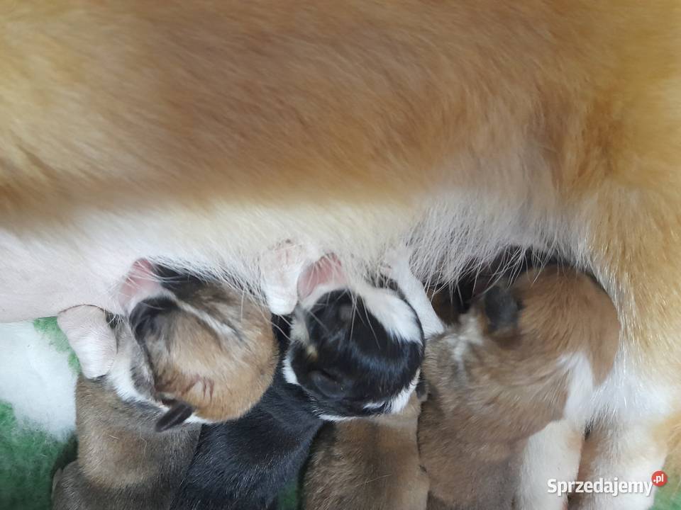 Welsh Corgi Pembroke szczenięta FCI