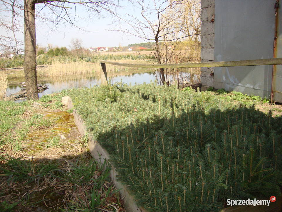świerk srebrny doniczka kujawsko-pomorskie Podole sprzedam