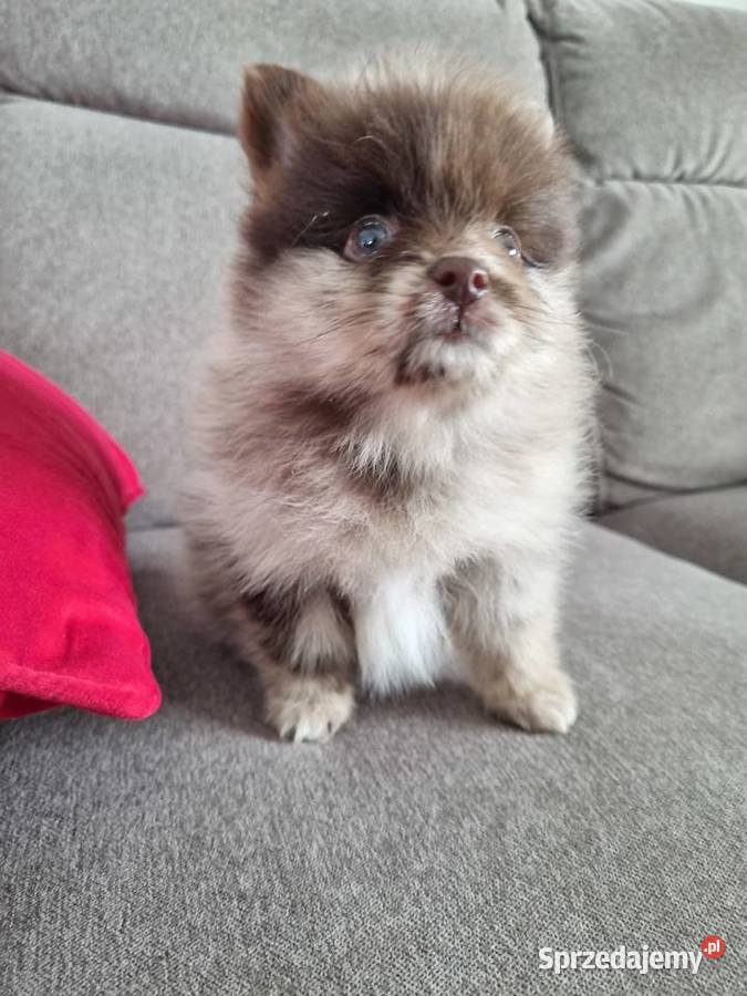 Szpic miniaturowy szczenięta Wieruszew