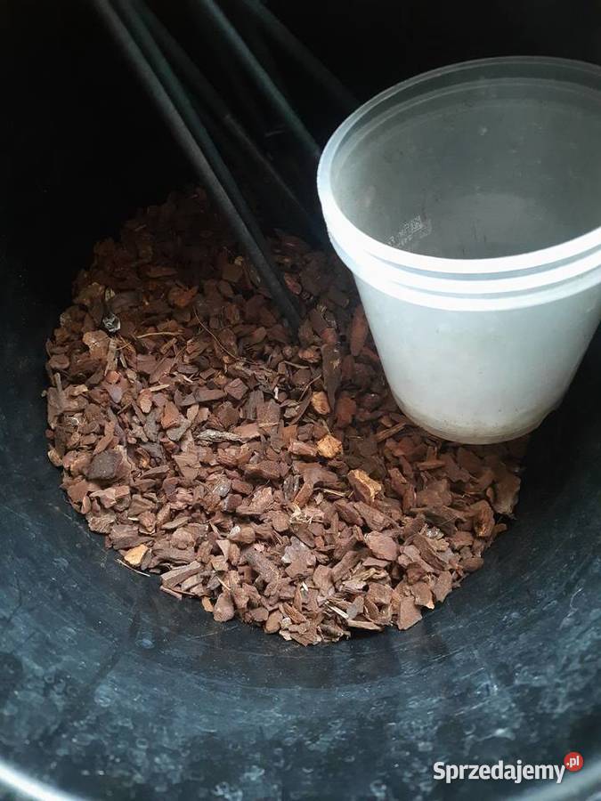 35 l podłoża storczyków 11 patyczków Morąg sprzedam