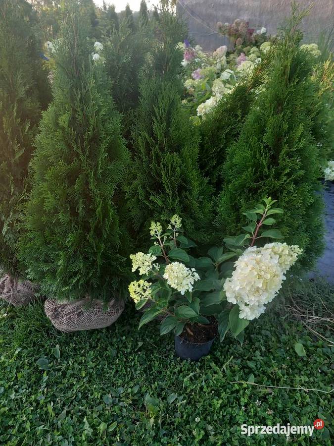 Tuje szmaragdy Pozostałe kujawsko-pomorskie Mogilno sprzedam