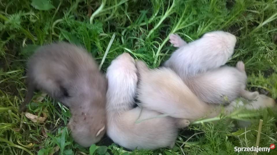 młode fretki Miejsce Piastowe