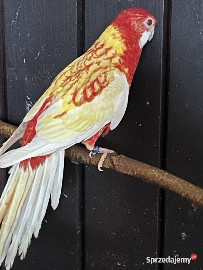 Papuga Rozella Białolica Podolsze