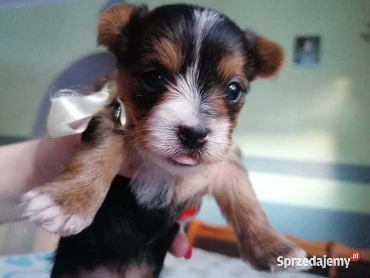 York shire terrier biewer carrier szczenięta sprzedam