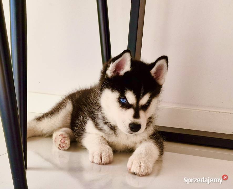 Siberian Husky FCI ZKwP piesek i szuczka Załęcze Wielkie sprzedam