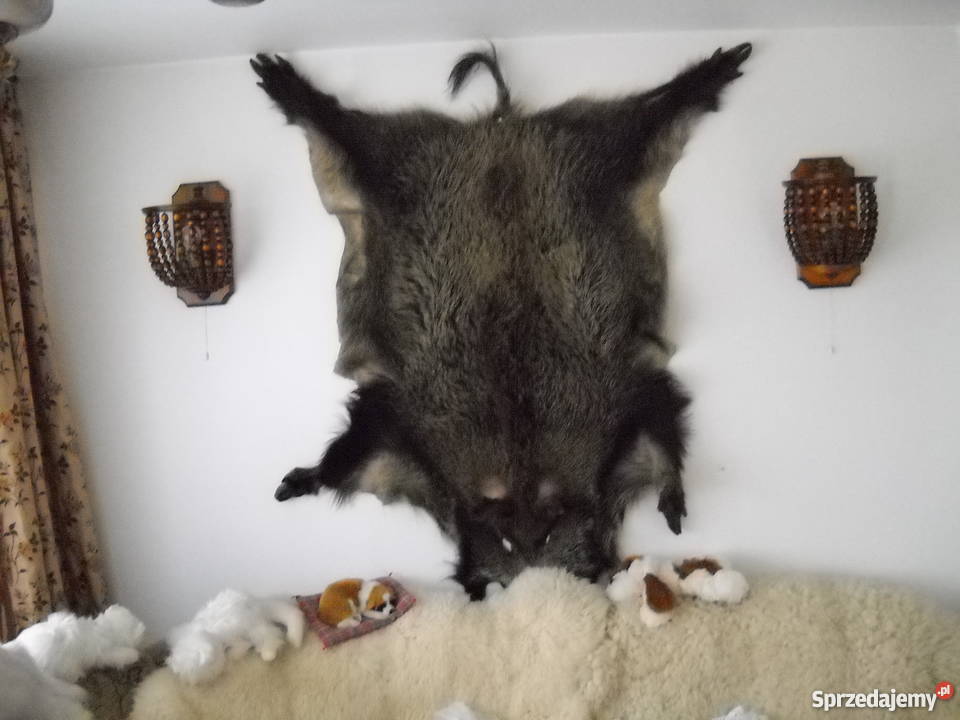 Skóra z dzika odcienie brązowego Piaseczno