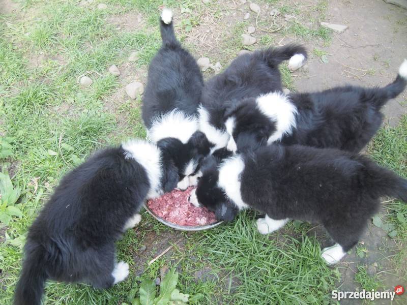 Szczeniaki rasy Border Collie Wiatowice