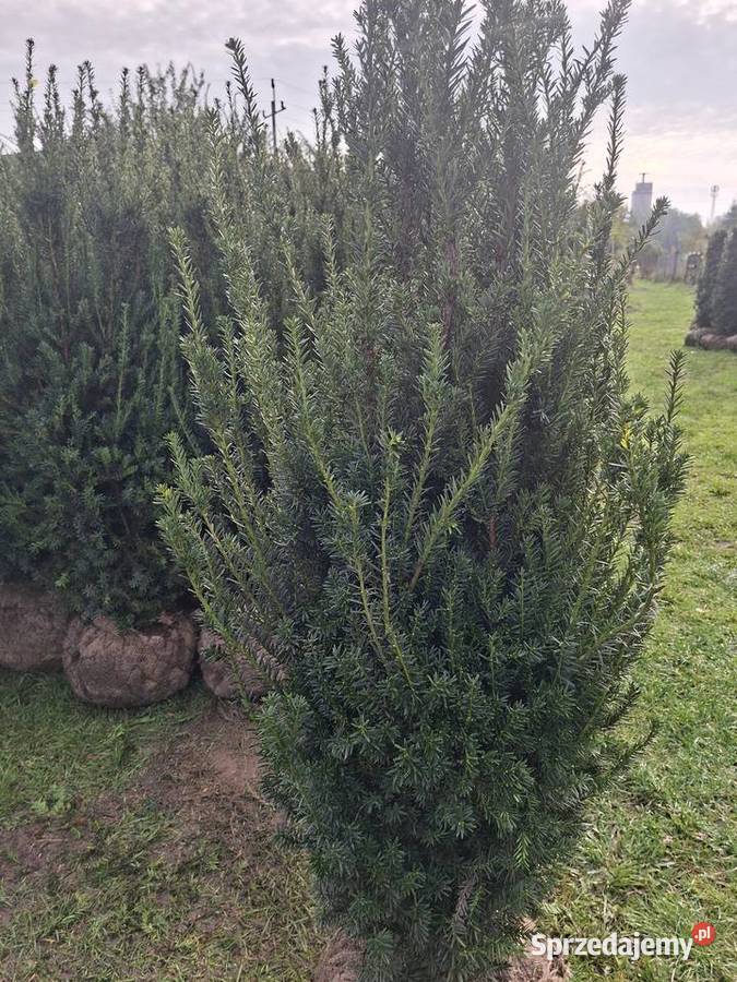 Mega Żywopłot Cis Hillii Sort Premium Mszczonów sprzedam