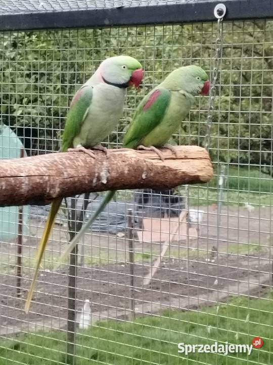 Aleksandretty Wielkie 2 pary legowe małopolskie Olkusz