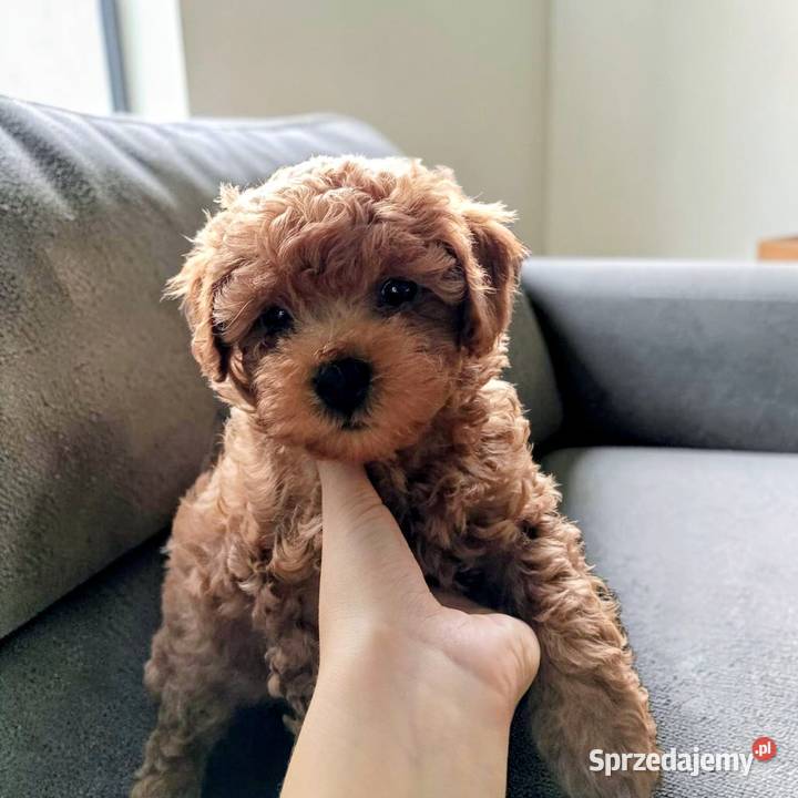 Piesek Maltipoo Brzozie