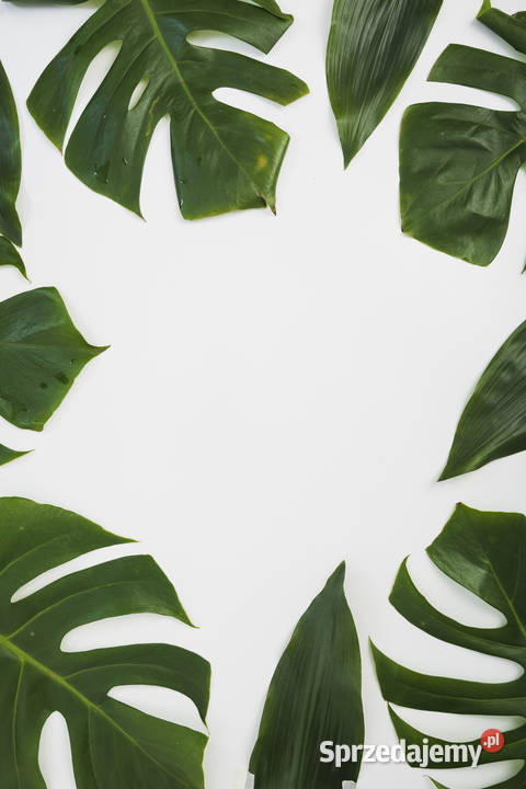Obraz plakat liście zielony tropikalny natura 42 Łódź sprzedam
