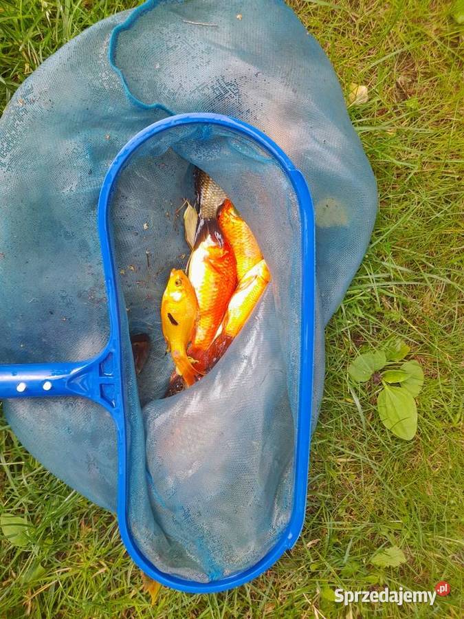 Żywe ryby karasie kolorowe ozdobne wegorzsumamur wielkopolskie Konin sprzedam