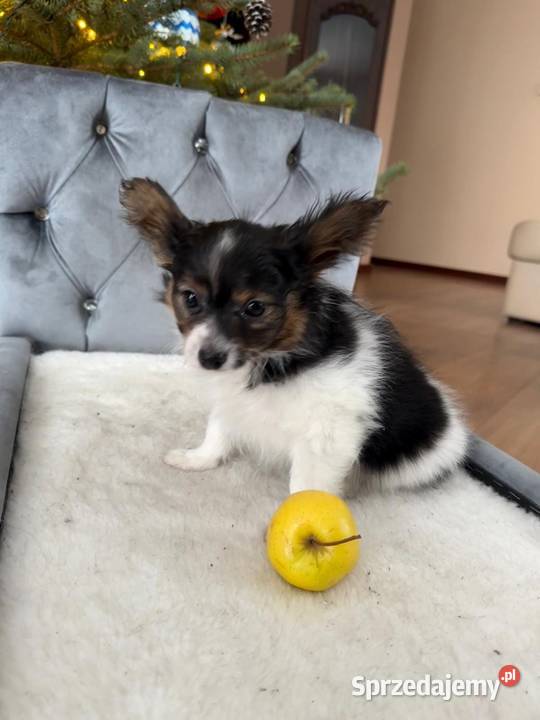 Papillon szczeniak Spaniel kontynentalny Dudki