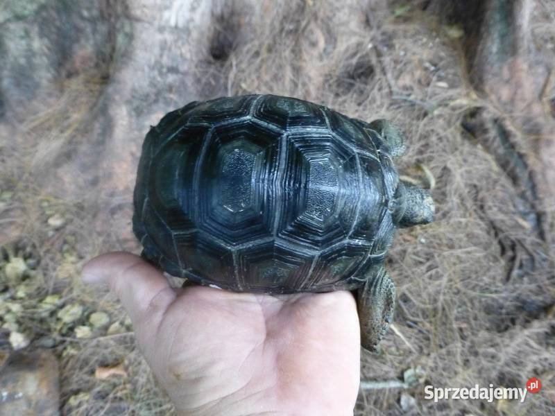 Geochelone Gigantea Giant aldabra tortoise