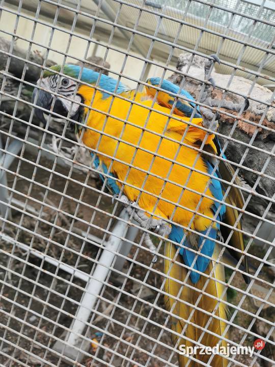 Ara AraRauna AraRauna Samiec 2023r Kakadu DNA Grodzisk Wielkopolski