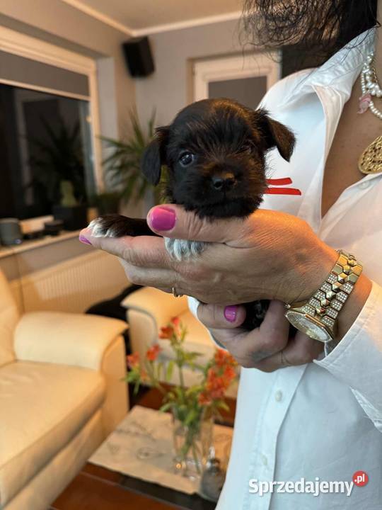 Sznaucery miniaturowe Sznaucer Chełm