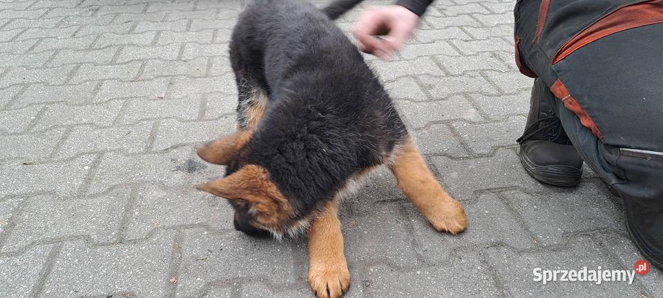 Szeniaki owczarek niemiecki Zębowice sprzedam