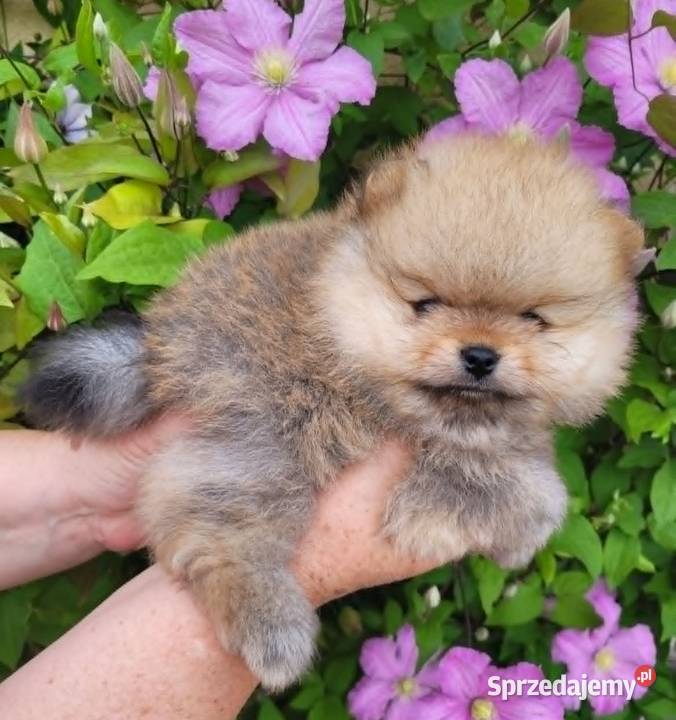 Piękne szczenięta szpic miniaturowy pomeranian śląskie Toszek