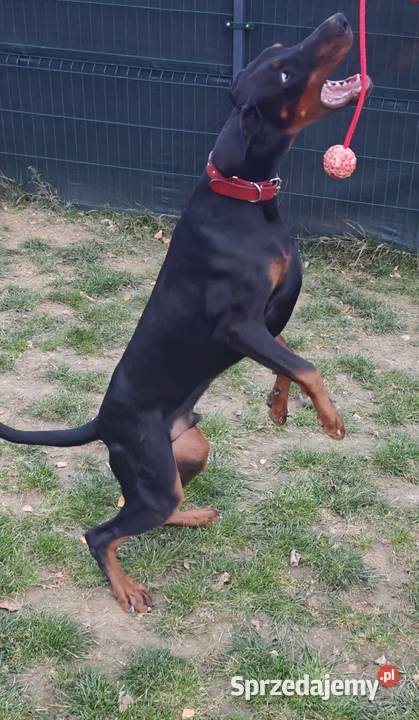 Newton Championie stabilny inteligentny z Lublin