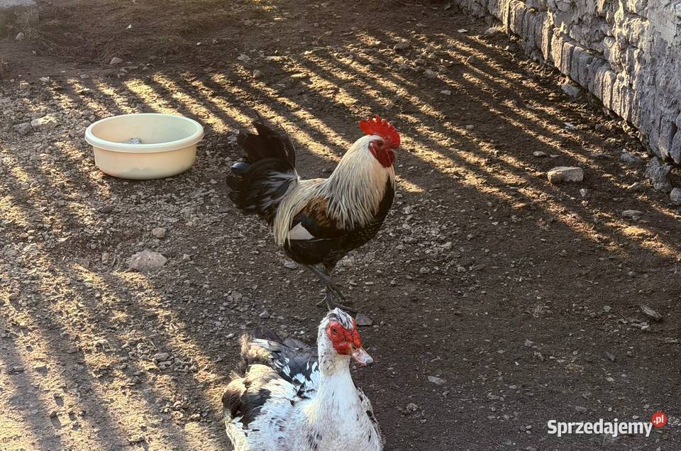 Kaczki kaczory koguty Własna