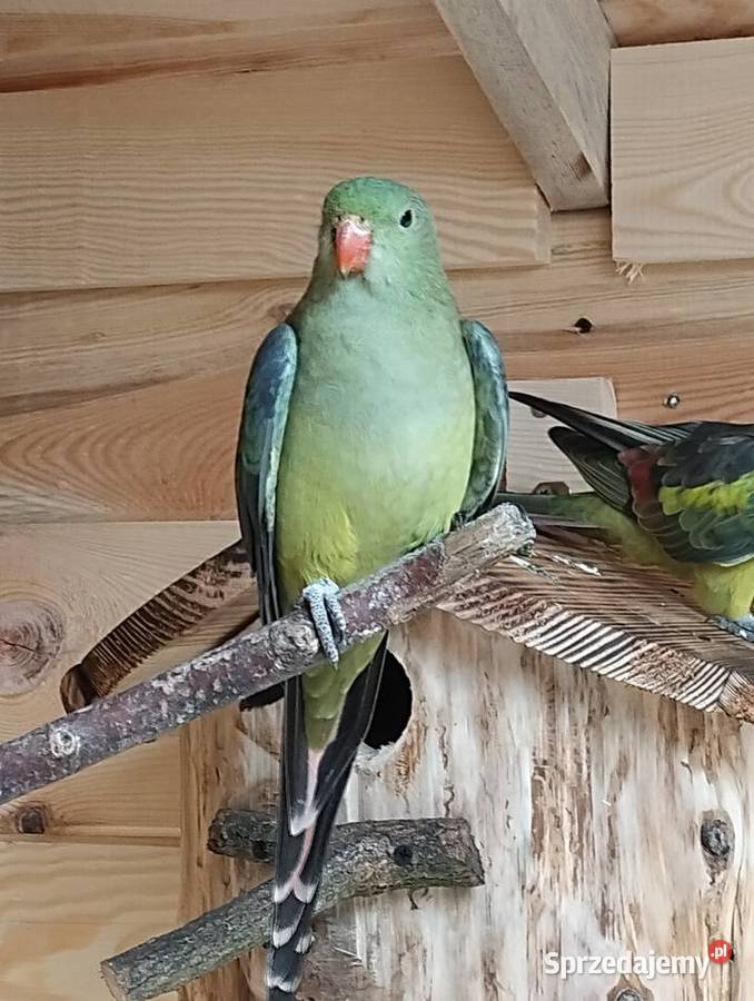 papuga górska berg samica z 24r sprzedam