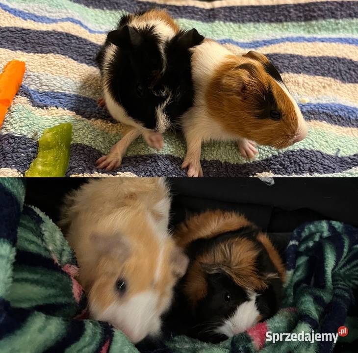 ADOPCJA ŚWINEK MORSKICH ABISYŃSKICH wymagany Gryzonie Rytel