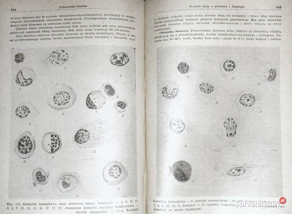 Chirurgia ogólna zwierzat domowych B Oliwkow sprzedam