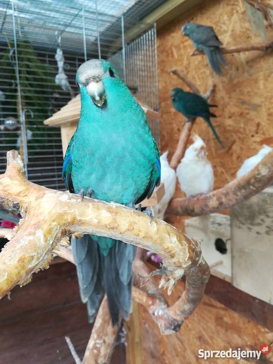 Modrolotki pomorskie