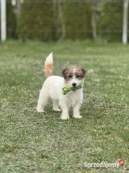 Jack Russell Terrier ZkwpFCI