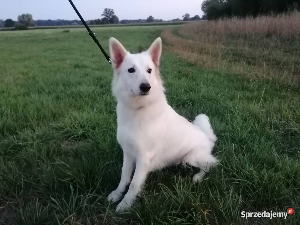 Owczarek szwajcarski Owczarek Oława