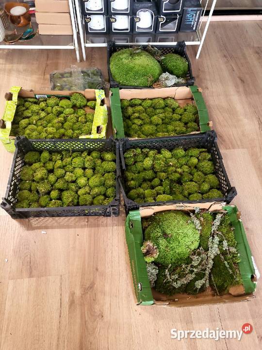 Mech kulki zielone żywemaleńkie Dom i Ogród sprzedam