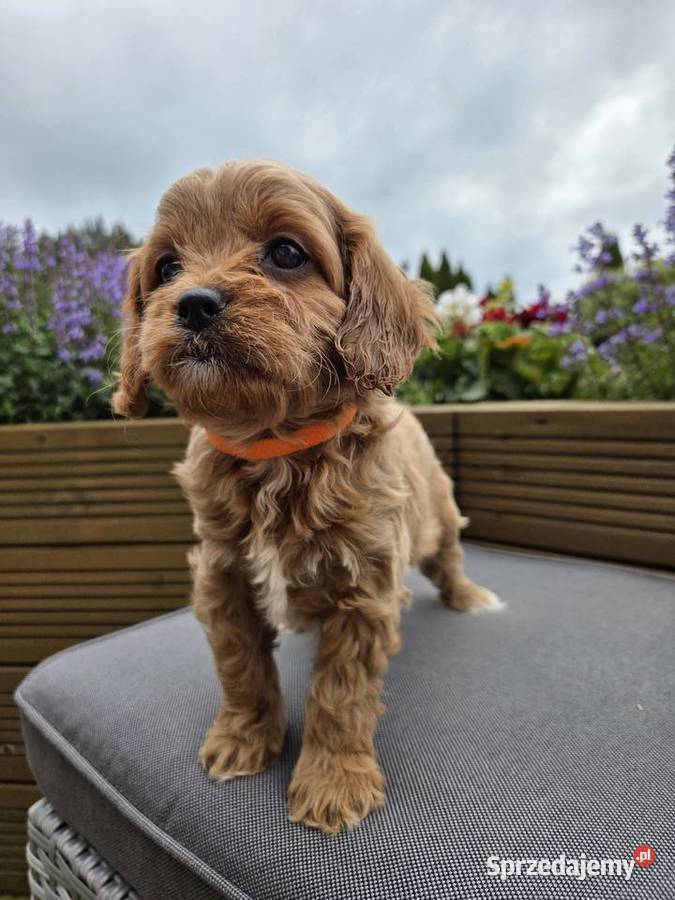 Śliczny piesek Cavapoo Skarszewy