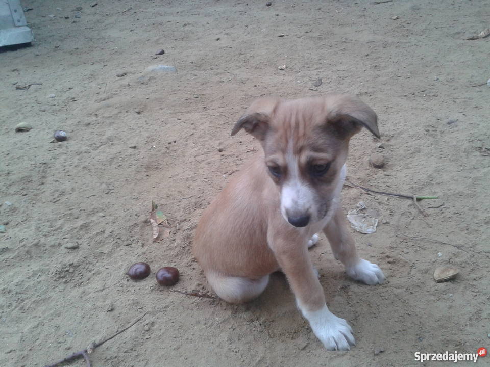 Suczki12 tygodniowe kundelki Nowy Dwór Mazowiecki