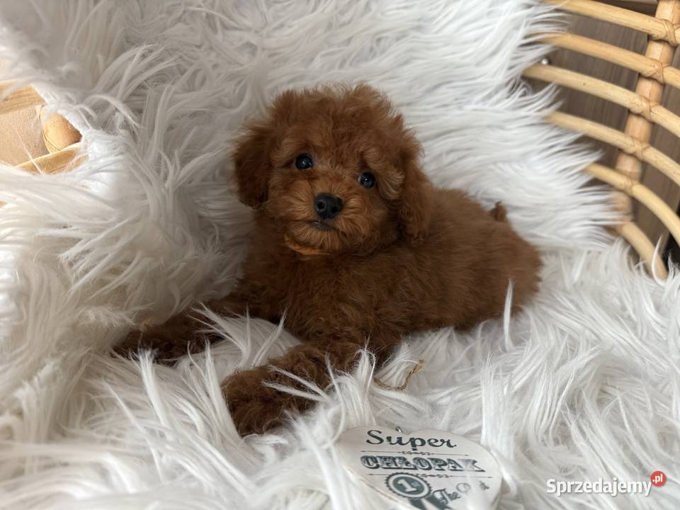 Pudel Toy szczeniaki Polanka Wielka