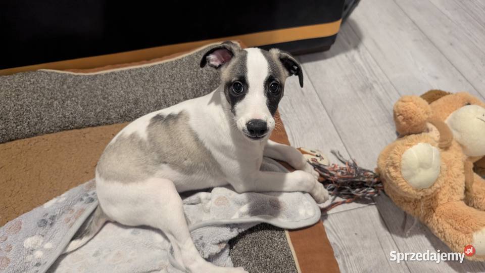 Chart whippet szczeniak pies Pozostałe