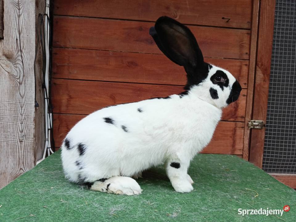 Olbrzym srokacz Leżajsk sprzedam