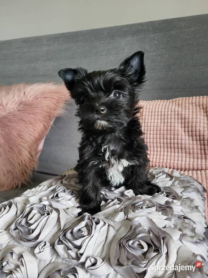 Yorkshire Terrier czarna sunia Trzebnica