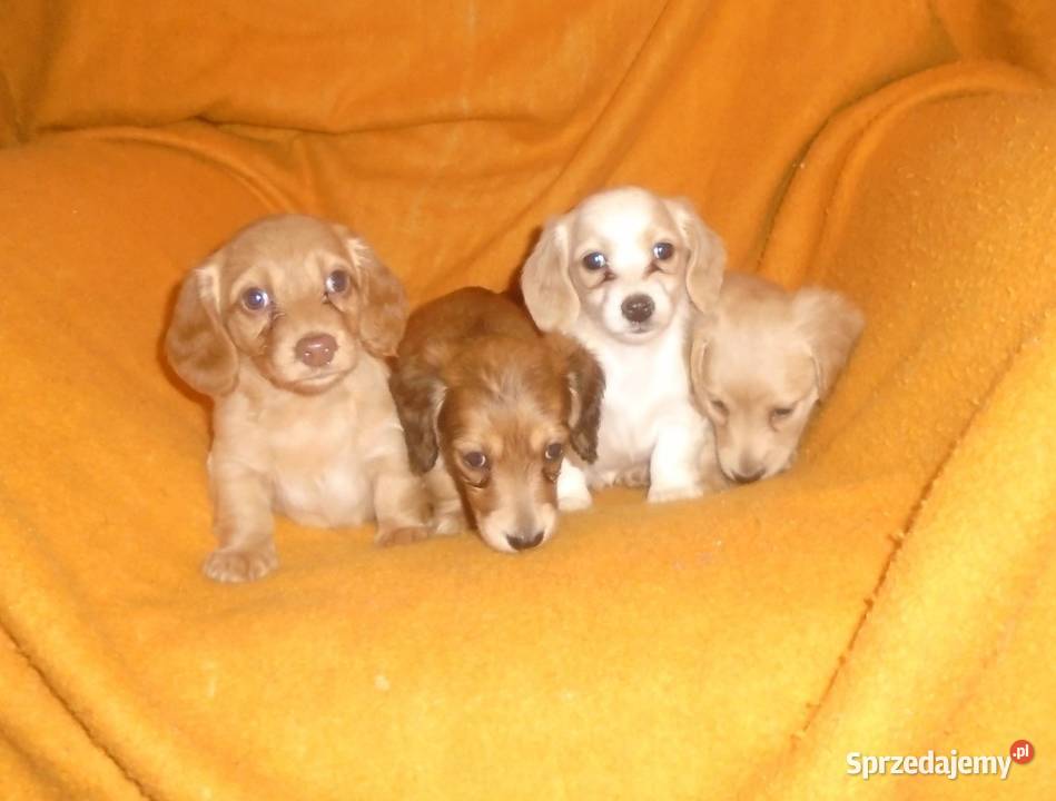 Jamnik długowłosy miniaturowy kremowy złoty Żychlin