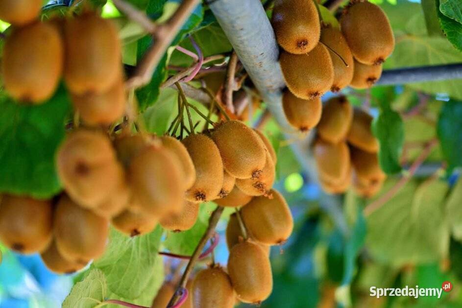 Sadzonki Mini Kiwi Samopylne Issai Kielce