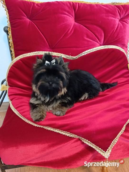 Maleńki samczyk Boss Yorkshire terrier nie Orzesze