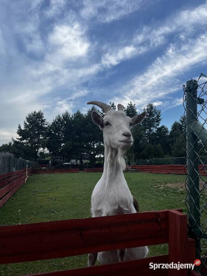 Owce Kameruńskie Baran Świętego Jakuba Kielce